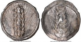 LUCANIA. Metapontum. Ca. 510-470 BC. AR stater (25mm, 7.55 gm, 12h). NGC XF 5/5 - 2/5. META (on right, retrograde), barley ear with seven grains; guil...