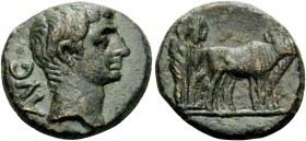 MACEDON. Philippi . Augustus, 27 BC -14 AD. (Bronze, 17 mm, 3.89 g, 5 h). AVG Bare head of Augustus to right. Rev. Two founders driving yoke of oxen r...