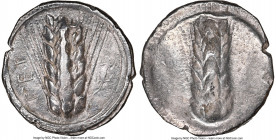 LUCANIA. Metapontum. Ca. 510-470 BC. AR stater (22mm, 7.52 gm, 11h). NGC Choice VF 5/5 - 3/5. MET, barley ear of seven grains; lizard to right / Incus...