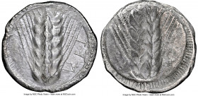 LUCANIA. Metapontum. Ca. 510-470 BC. AR stater (24mm, 6.43 gm, 11h). NGC (photo-certificate) Choice VF 5/5 - 2/5. MET (on right, retrograde upward), b...