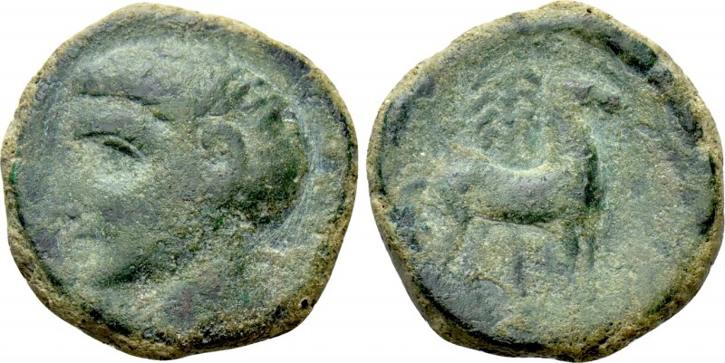 IBERIA. Punic Iberia. Ae Unit (Circa 237-209 BC). 

Obv: Male head left.
Rev:...