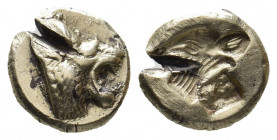 LESBOS. Mytilene. (Circa 521-478 BC). EL Hekte.
Obv: Head of roaring lion right.
Rev: Incuse head of calf left; rectangular punch to right.
Bodenstedt...