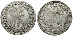 Zygmunt II August, Czworak Wilno 1566 - piękny Bardzo ładny, wyróżniający się urodą egzemplarz. Bardzo dobrze wybity, szczególnie jak na ten niestaran...