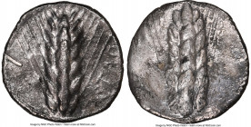 LUCANIA. Metapontum. Ca. 510-470 BC. AR stater (22mm, 7.02 gm, 12h). NGC Choice VF 5/5 - 2/5, test cut. METAΓ, six-grained barley ear; dotted border o...