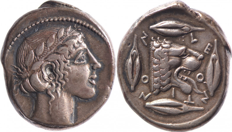 SICILE, Léontini (450-430). Tétradrachme (17.34 g) à la tète laurée d’Apollon. R...