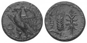 Lukanien. Metapont.

 Bronze. Ca. 300 - 250 v. Chr.
Vs: Adler mit gespreizten Flügeln nach links stehend; im Feld links Kranz.
Rs: Getreideähre mi...