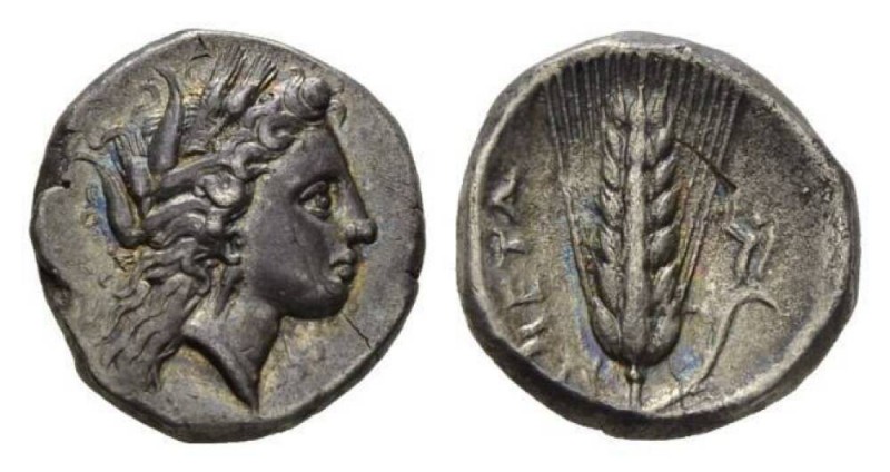 Lucania, Metapontum Nomos circa 330-290, AR 20mm., 7.73g. Barley-wreathed head o...