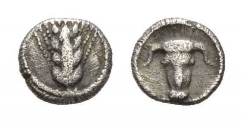 Lucania, Metapontum Obol crca 440-430, AR 8mm., 0.36g. Grain ear. Rev. Boukranio...