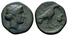 Lucania, Laos Bronze circa 350-300, Æ 21mm., 5.12g. Head of Demeter r. Rev. ΛAINΩN Bird standing r.; in r. field, head of ram. SNG ANS 141. Historia N...