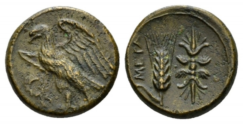 Lucania, Metapontum Bronze circa 300-250, Æ 16.5mm., 3.88g. Eagle standing l. wi...