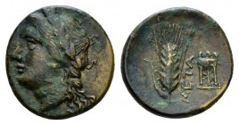 Lucania, Metapontum Bronze circa 300-250, Æ 15.5mm., 2.79g. Laureate head of Apollo l., Rv. META barley-ear with leaf to l.; at r., tripod. SNG ANS 59...
