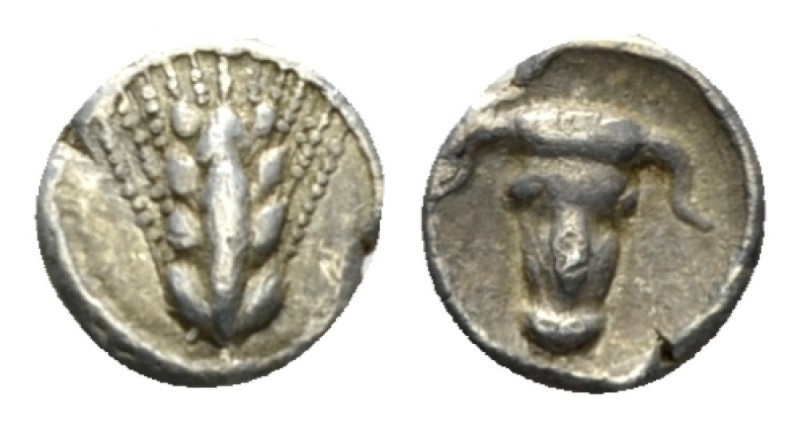 Lucania, Metapontum Hemiobol circa 440-430, AR 8mm., 0.41g. Barley-ear. Rev. Ox ...