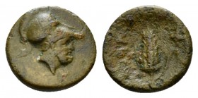 Lucania, Metapontum Bronze circa 425-350, Æ 13mm., 1.27g. Head of Leukippos r., wearing corinthian helmet. Rev. Barle-ear with leaf. Historia Numorum ...