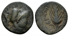 Apulia, Bitontum Bronze circa 275-225, Æ 19mm., 4.13g. Head of Athena r., wearing crested Corinthian helmet. Rev. Barley-ear. SNG ANS 659. Historia Nu...