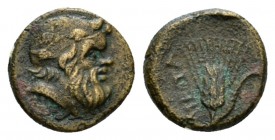 Lucania, Metapontum Bronze circa 300-250, Æ 11.5mm., 1.90g. Ivy-wreathed head of Satyr r. Rev. Barley-ear. Johnston 61. Historia Numorum Italy 1697.
...