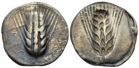 Lucania, Metapontum Nomos circa 540-510, AR 29mm., 7.56g. Barley ear. Rev. Same type incuse. Noe class I. Historia Numorum Italy 1459.

Toned, About...