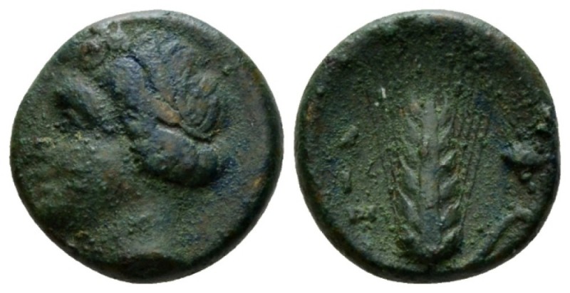 Lucania, Metapontum Bronze circa 300-250, Æ 15mm., 3.04g. Head of Demeter l., we...