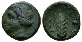Lucania, Metapontum Bronze circa 300-250, Æ 15mm., 3.04g. Head of Demeter l., wearing barley-wreath and pendant earring. Rev. Barley-ear with leaf to ...