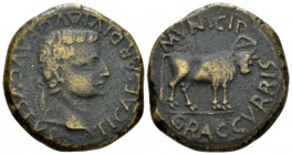 Hispania, Gracurris Tiberius, 14-37 As circa 14-37, Æ 26.3mm., 13.40g. Laureate head r. Rev. MVNICIP GRACCVRRIS Bull standing r. Rev. RPC 429. Villaro...