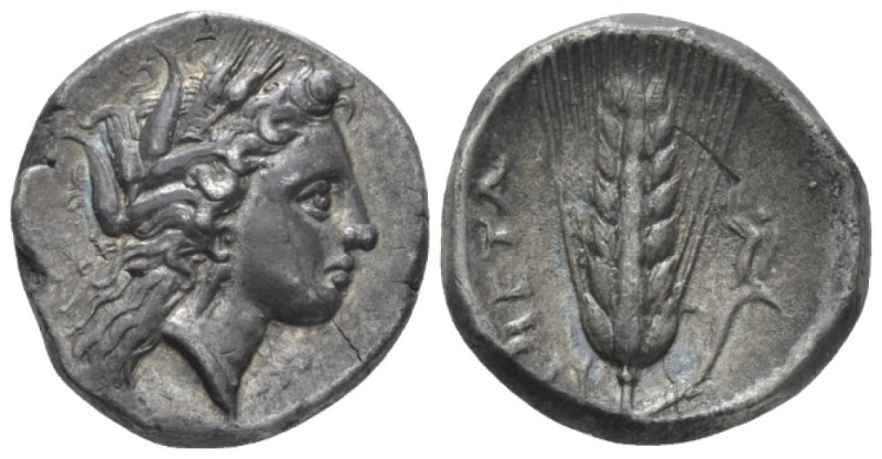 Lucania, Metapontum Nomos circa 330-290, AR 20mm., 7.73g. Barley-wreathed head o...