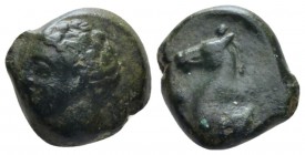 Sicily, Panormus as Ziz Bronze Circa 336-330, Æ 15mm., 3.46g. Male head l. Rev. Forepart of horse l. Calciati 13/2.

Nice green patina, Very Fine.
...