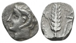 Lucania, Metapontum Diobol circa 325-275, AR 10mm., 0.96g. Head of Apollo Carneius l. Rev. Ear of barley, with plough on leaf. SNG ANS 523. Johnston-N...
