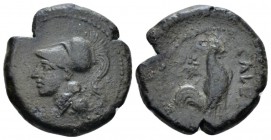 Campania, Cales Bronze circa 265-260, Æ 20mm., 6.67g. Head of Athena l., wearing Corinthian helmet. Rev. Cock standing r.; in l. field, star. SNG ANS ...