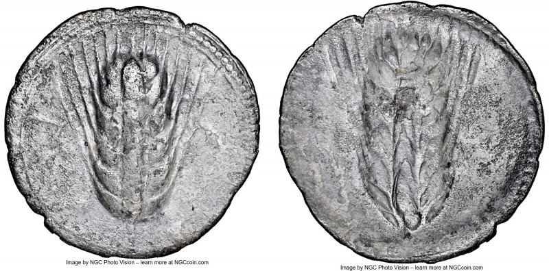 LUCANIA. Metapontum. Ca. 540-510 BC. AR stater (29mm, 7.13 gm, 12h). NGC (photo-...