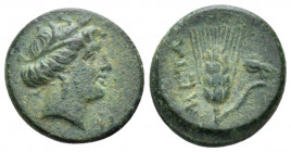 Lucania, Metapontum Bronze circa 300-250