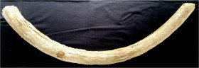 Fossilien
Fossiles Fragment eines Mammut-Stosszahnes, ca. 17000 Jahre alt. Länge 110 cm, Gewicht ca. 9,7 Kilo.
etwas brüchig, selten in dieser Größe...