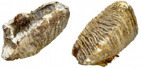 Fossilien
Backenzahn eines Mammuts (Mammuthus primigenius) aus dem Oberpleistozän (vor ca. 30000 Jahren). 20 X 13,5 X 9,5 cm