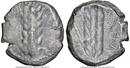 LUCANIA. Metapontum. Ca. 470-440 BC. AR stater (18mm, 7.83 gm, 1h). NGC (photo-certificate) VF 4/5 - 2/5. Barley ear with seven grains; guilloche bord...