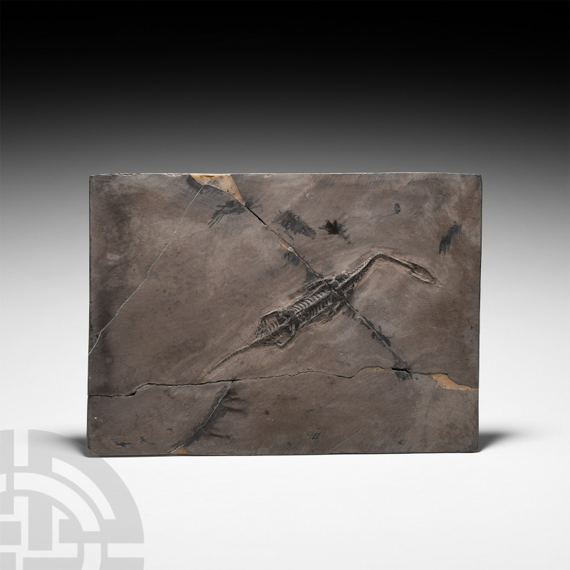Fossil Keichousaurus 'Marine Reptile' Skeleton Triassic Period, 250-200 million ...