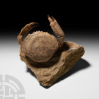 Fossil Crab on a Matrix Eocene-Miocene Period, 58-5.3 million years B.P. The remains of a fossil crab in a sedimentary matrix. 1.02 kg, 15.2 cm wide (...