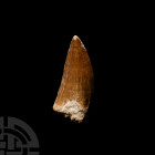 Large Fossil African 'T-Rex' Dinosaur Tooth Cretaceous Period, 145-65 million years B.P. A Carcharodontosaurus saharicus (African T-rex) fossil dinosa...