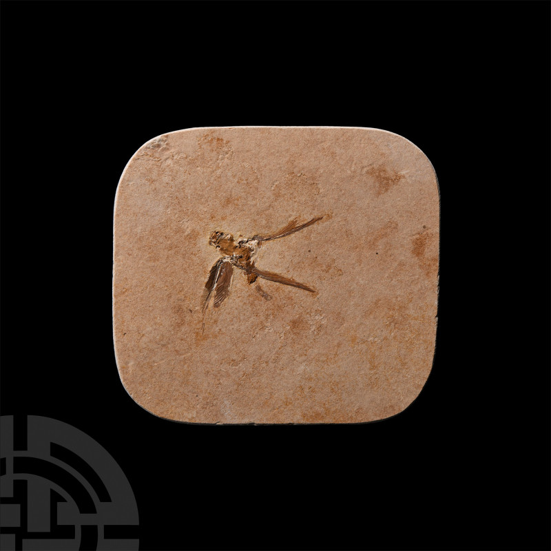 Fossil Hemipteran Insect Cretaceous Period, circa 110 million years B.P. A fossi...