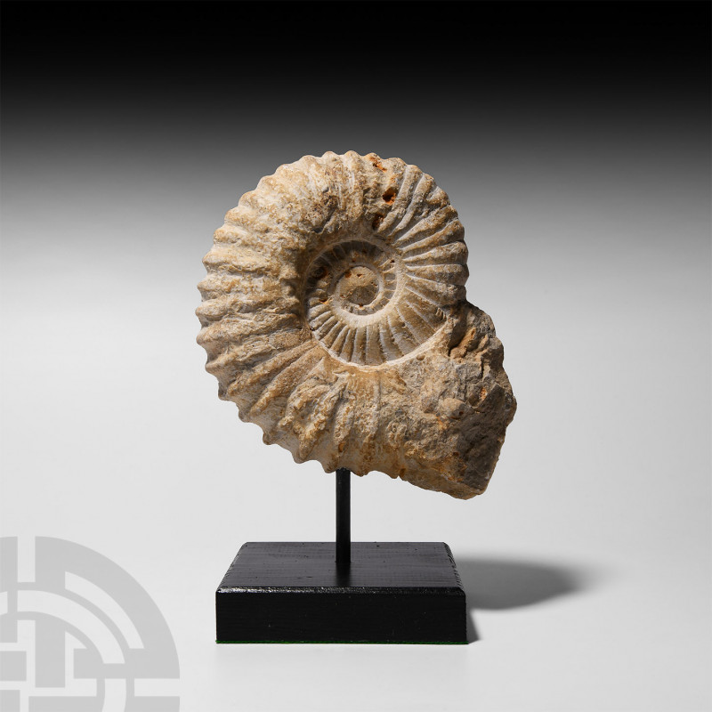 Acanthoceras Fossil Ammonite Cretaceous Period, 145-65 million years B.P. An Aca...