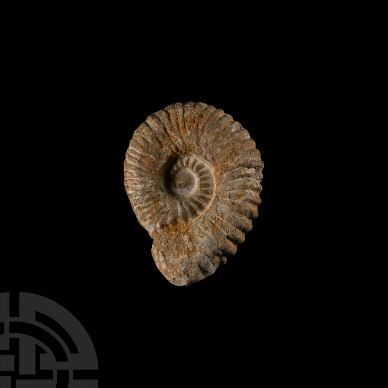 Large Fossil Acanthoceras Ammonite Upper Cretaceous Period, 120 million years B....