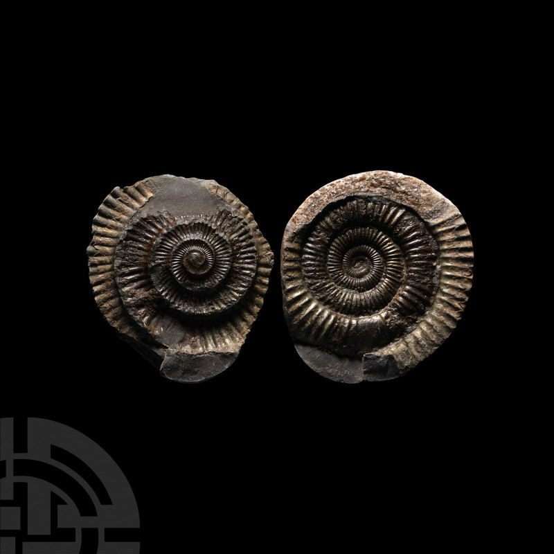 'Whitby Dac' Fossil Ammonite Nodule Jurassic Period, circa 180 million years B.P...
