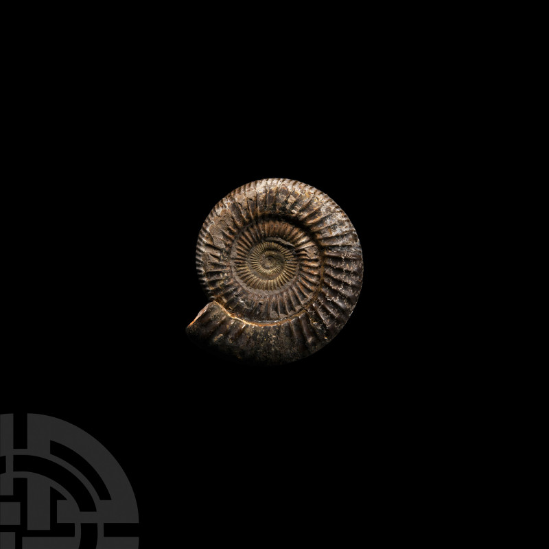 Whitby Fossil Dactylioceras Ammonite Jurassic Period, 180 million years B.P. A f...