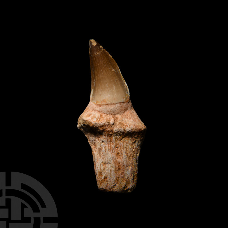 Large Fossil Mosasaur Marine Dinosaur Tooth with Root Cretaceous Period, 145-65 ...