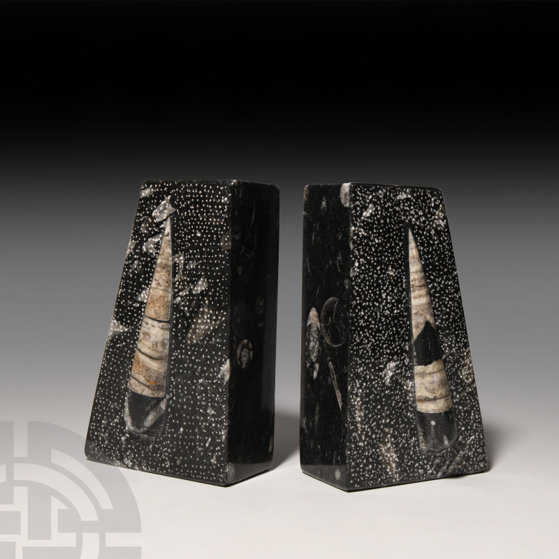 Polished Fossil Goniatite Book End Pair Devonian Period, 417-354 million years B...