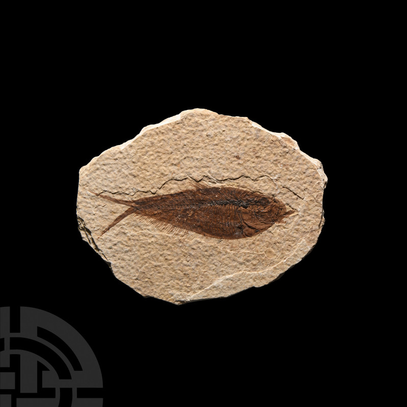 Wyoming Fossil Fish in Matrix Eocene Period, 58-36 million years B.P. A Knightia...