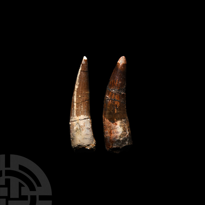 Spinosaurus Dinosaur Fossil Tooth Group Cretaceous Period, 145-65 million years ...