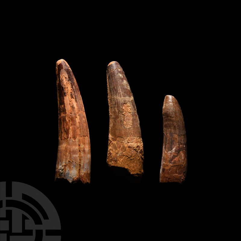 Fossil Spinosaurus Dinosaur Tooth Group Cretaceous Period, 125-113 million years...