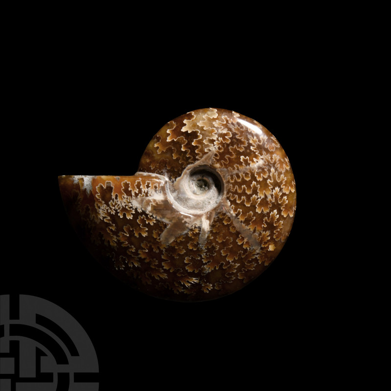 Polished Fossil Ammonite Cretaceous Period, 145-65 million years B.P. A Cleonice...