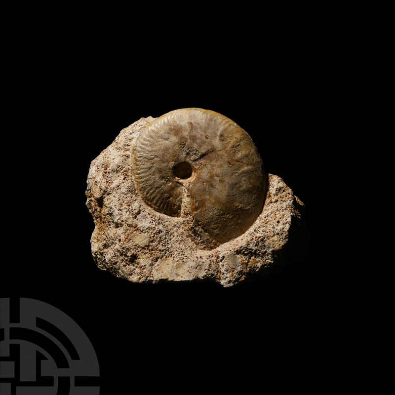 Jurassic Fossil Ammonite Middle Jurassic Period, circa 168 million years B.P. A ...