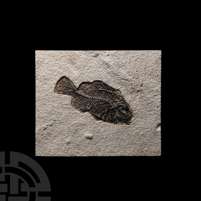 Fossil Prisacara Fish in Matrix Eocene Period, 58-36 million years B.P. A rectan...