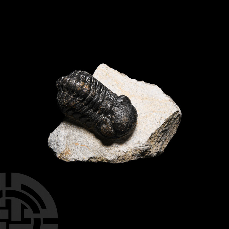 Phacops Rana Trilobite Devonian Period, 417-354 million years B.P. A Phacops ran...