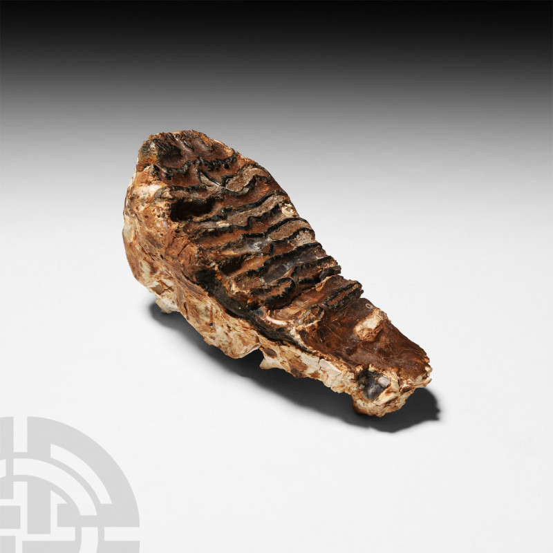 Fossil Mammoth Tooth Pleistocene Period, 2.6 million-11,700 years B.P. A fossil ...